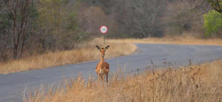 Tác giả tại rừng Châu Phi như cổ tích.