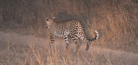 Tác giả tại rừng Châu Phi như cổ tích.