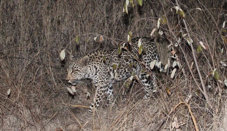 Tác giả tại rừng Châu Phi như cổ tích.