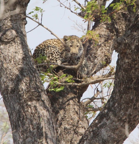 Tác giả tại rừng Châu Phi như cổ tích.