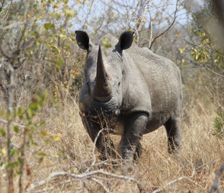 Tác giả tại rừng Châu Phi như cổ tích.
