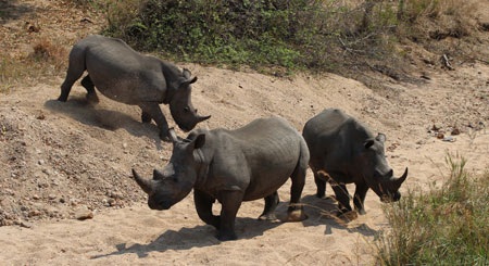 Tác giả tại rừng Châu Phi như cổ tích.