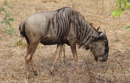 Tác giả tại rừng Châu Phi như cổ tích.