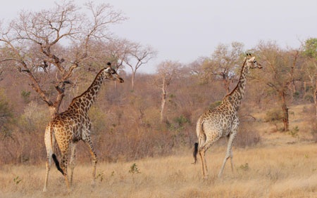 Tác giả tại rừng Châu Phi như cổ tích.