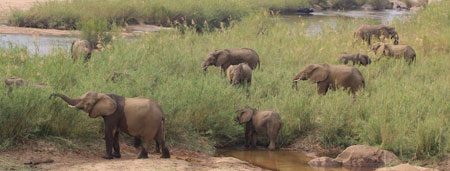 Tác giả tại rừng Châu Phi như cổ tích.