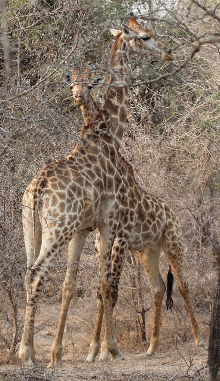 Tác giả tại rừng Châu Phi như cổ tích.