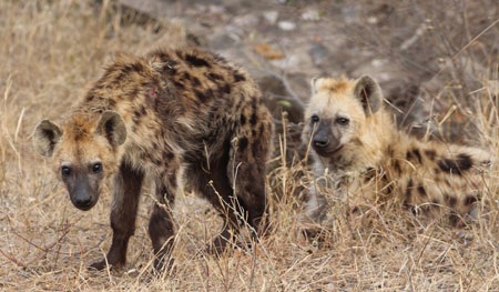 Tác giả tại rừng Châu Phi như cổ tích.