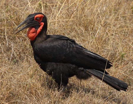 Tác giả tại rừng Châu Phi như cổ tích.