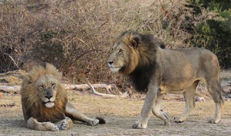 Tác giả tại rừng Châu Phi như cổ tích.