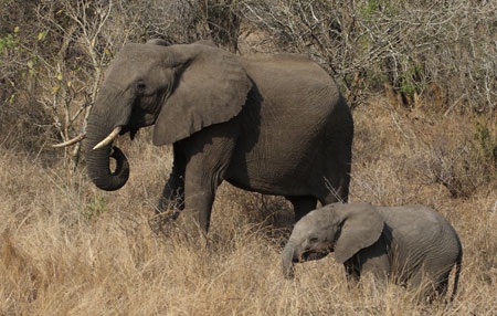 Tác giả tại rừng Châu Phi như cổ tích.