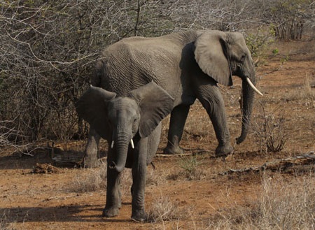 Tác giả tại rừng Châu Phi như cổ tích.