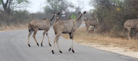 Tác giả tại rừng Châu Phi như cổ tích.