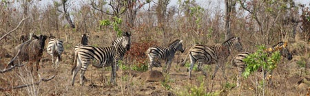 Tác giả tại rừng Châu Phi như cổ tích.