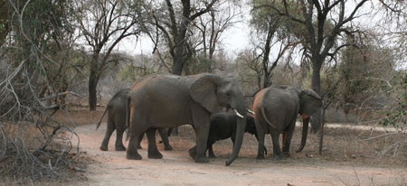 Tác giả tại rừng Châu Phi như cổ tích.