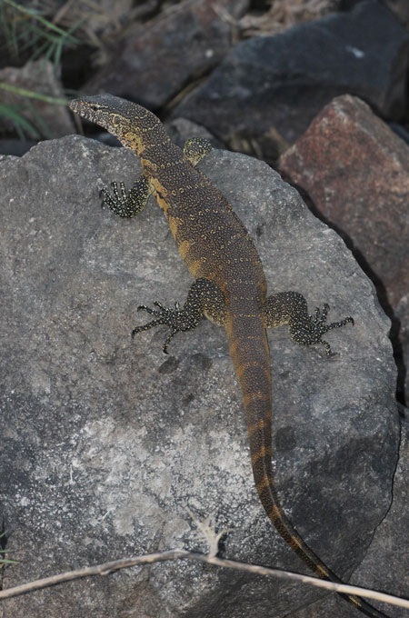 Tác giả tại rừng Châu Phi như cổ tích.