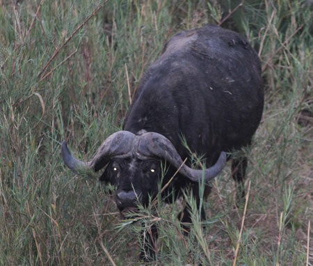 Tác giả tại rừng Châu Phi như cổ tích.