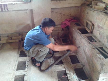 Đánh đổi sinh mạng bằng nghề nuôi rắn độc - 1 Anh Kiên tay không bắt rắn.