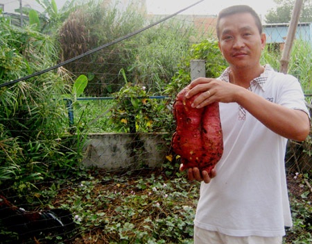 Anh Trần Công Tuấn bên củ khoai lang đào được, nặng hơn 4,3 kg