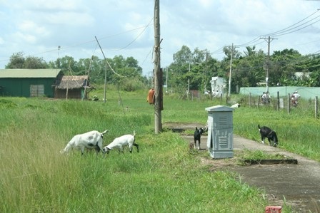 "Thổi" giá đất nền vô tội vạ - 10