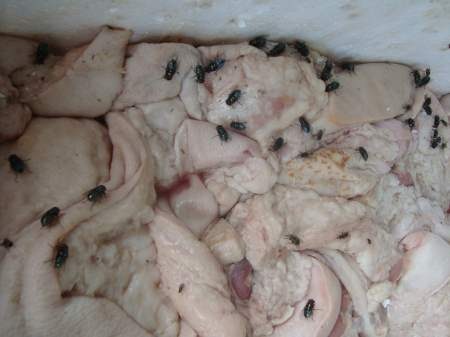 Thịt thối ùn ùn về thành phố - 2