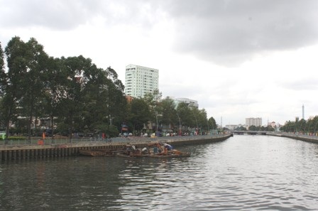 Hàng cây xanh mát trên đường