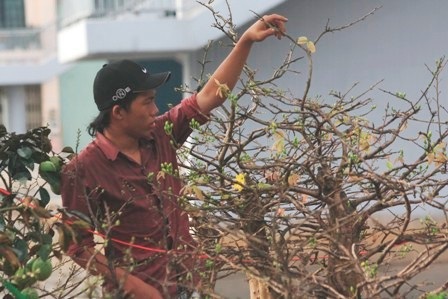 Chợ hoa Tết Bến Bình Đông