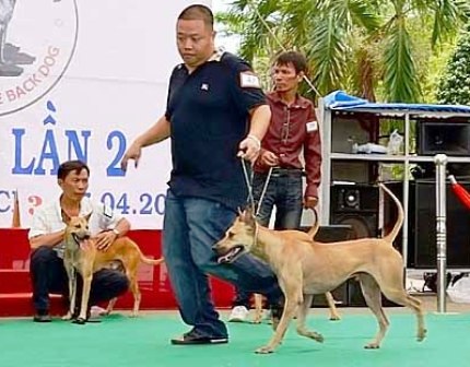 Việt Nam lần đầu tiên tổ chức thi chó đẹp quốc tế - 1 Việt Nam lần đầu tiên tổ chức thi chó đẹp quốc tế