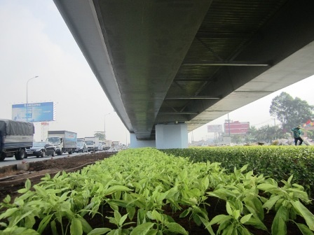 Những mảng xanh đã được chỉnh trang hoàn tất