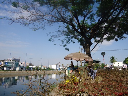 Dưới bóng hàng cây xanh, bên dòng kênh thoáng mát, chợ hoa Bến Bình Đông trở nên thật thi vị.