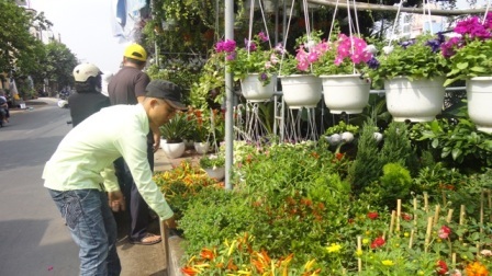 Một gốc dừa kiểng độc đáo chỉ có giá 50.000 đồng