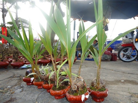 Một gốc dừa kiểng độc đáo chỉ có giá 50.000 đồng