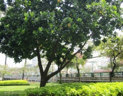 TPHCM: Những loại cây cấm trồng trên đường phố