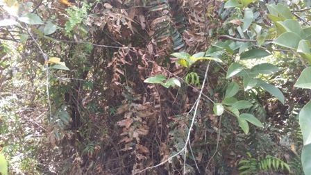 Hàng chục hộ dân kêu cứu vì cơ sở xả thải ô nhiễm - 5 Lá bị ăn từng đốm tròn rồi vàng úa cả cây