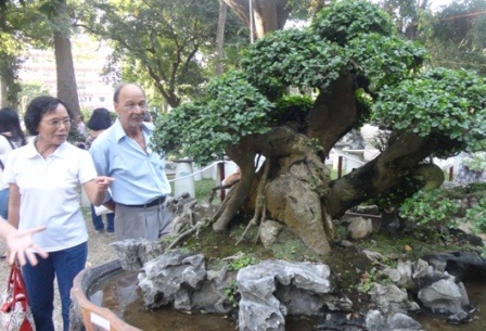 Những cây kiểng “độc” hút khách du Xuân - 1 Những gốc kiểng “độc” rất hút khách