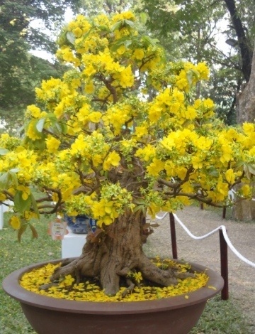 Mai cổ thụ với hoa 20 cánh, được nhiều du khách ngắm nghía và chụp ảnh