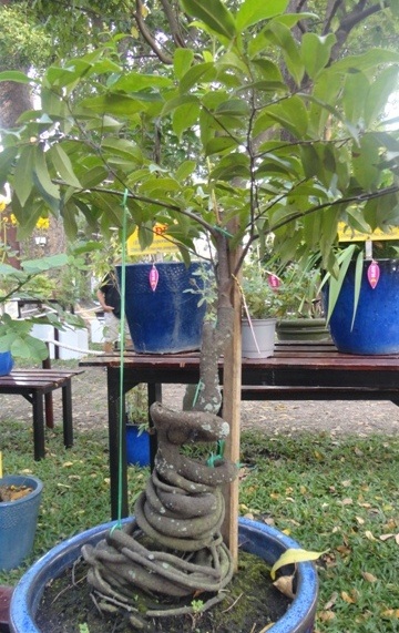 Những cây kiểng “độc” hút khách du Xuân - 12 Và nhiều cây kiểng kiểu dáng độc đáo khác tụ hội tại Hội Hoa Xuân Quý Tỵ