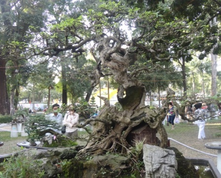 Những cây kiểng “độc” hút khách du Xuân - 13 Và nhiều cây kiểng kiểu dáng độc đáo khác tụ hội tại Hội Hoa Xuân Quý Tỵ
