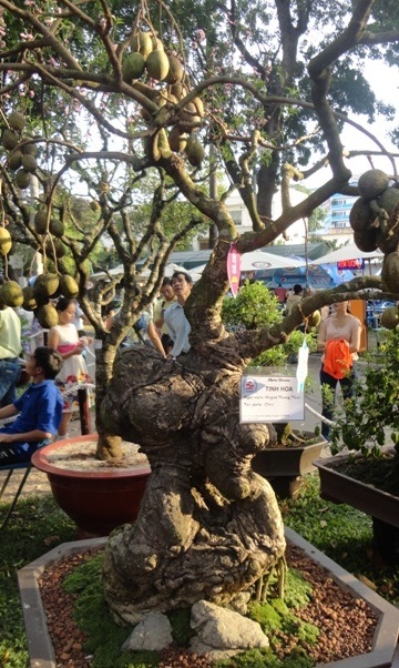 Những cây kiểng “độc” hút khách du Xuân - 4 Cây cóc nhỏ nhưng mang dáng dấp như cổ thụ với bộ gốc xù xì sai quả