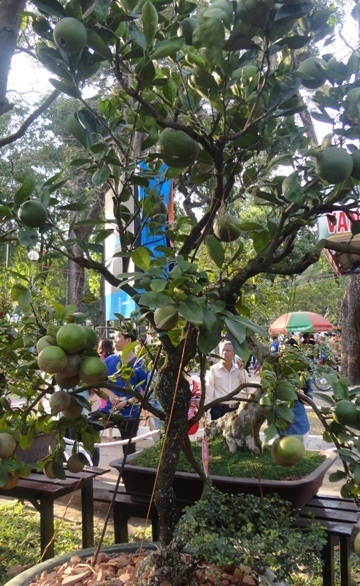 Những cây kiểng “độc” hút khách du Xuân - 5 Cần thăng ghép cam chanh