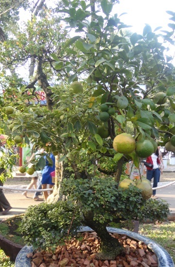 Những cây kiểng “độc” hút khách du Xuân - 6 Cần thăng ghép chanh tắc