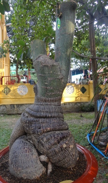 Những cây kiểng “độc” hút khách du Xuân - 7 Cây cổ vũ