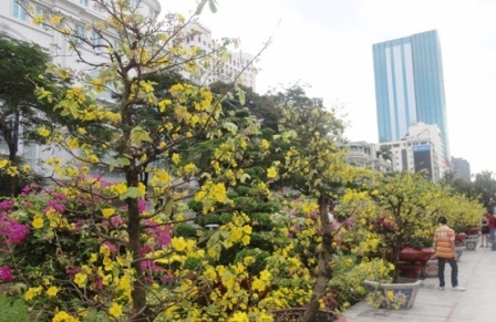 Mai vàng nở rộ trên Đường hoa Nguyễn Huệ