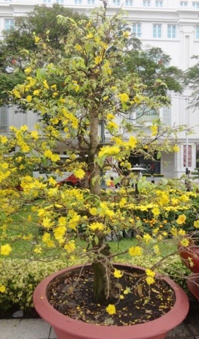 Những chậu mai hàng chục năm tuổi với hàng nghìn hoa