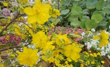 Nắng vàng rực rỡ càng tô điểm thêm cho vẻ đẹp của mai vàng