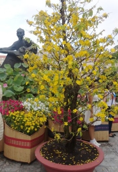 Chậu mai ở công viên Tượng đài Bác Hồ