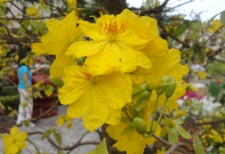 Sắc mai vàng góp cho mùa xuân một gam màu rực rỡ