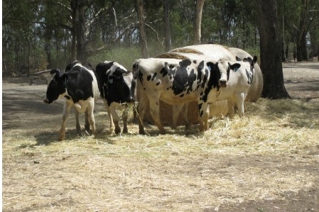 Các cô bò tại một trang trại bò của Úc.