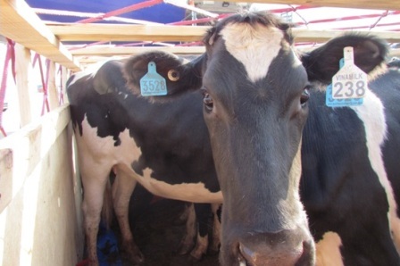 Các cô bò tại một trang trại bò của Úc.