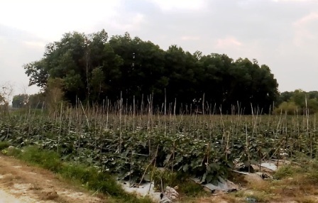 Ở vài khu đất tốt, người dân lén lút vào trồng rau màu