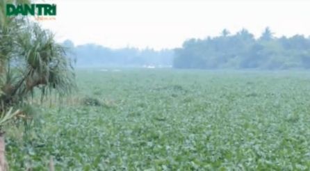 Lục bình che kín mặt sông Sài Gòn (ảnh: Lê Bình)